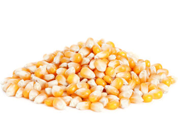 Bio kukuřice na popcorn 25 kg